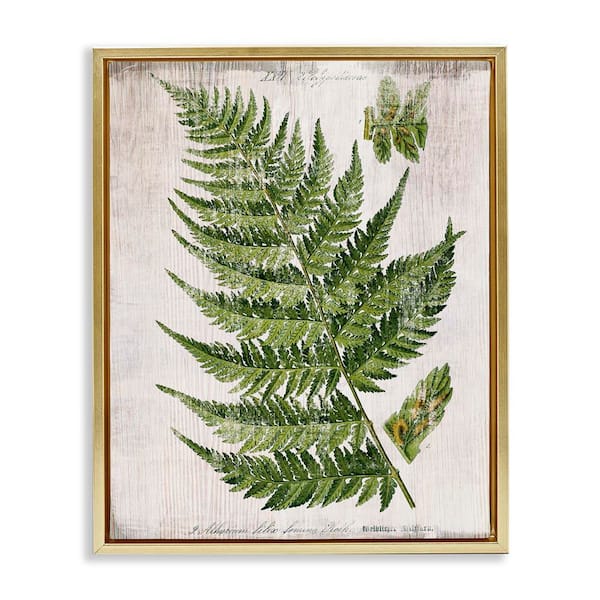 Stupell Industries Distressed Fern Leaf by Susan Arnot Gold Floater Frame Nature Graphic Art Print 21 in. x 17 in.