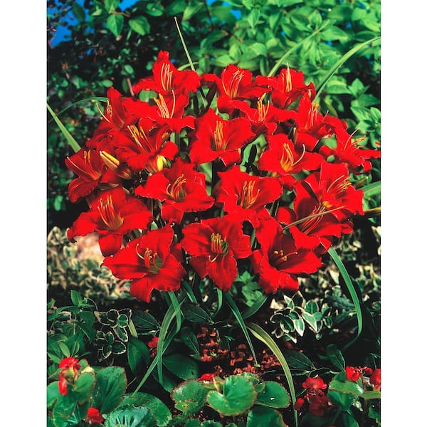 Spring Hill Nurseries Little Business Daylily (Hemerocallis) Red Flowering Perennial Live Bareroot Plant (5-Pack)