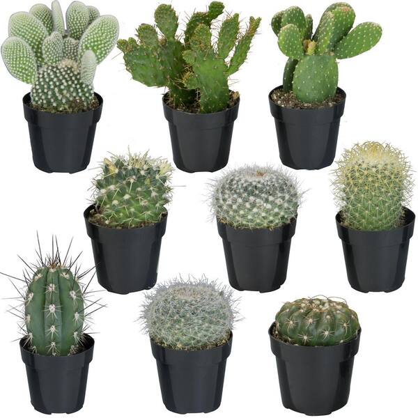 ALTMAN PLANTS 2.5 in. Cactus Collection (9-Pack)