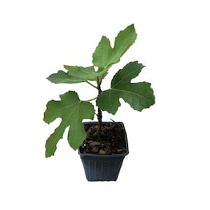3 Chicago Hardy Fig Plants in 3 Separate 4 in. Pots