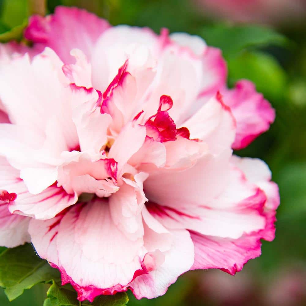 4 in. Pot Danica Althea (Hibiscus), Pink Flowers Live Potted Plant (1-Pack) price history on PriceWatchPro