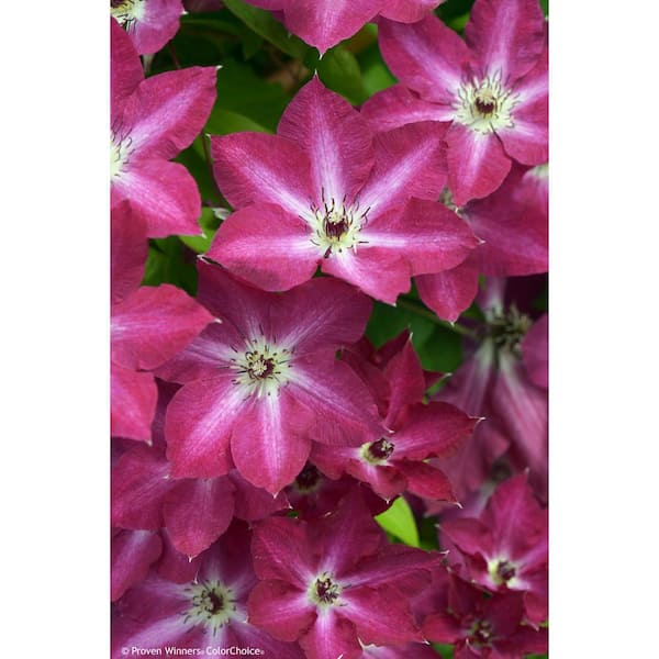 PROVEN WINNERS 4.5 in. qt. Viva Polonia (Clematis) Live Shrub Bush, Purple Flowers with a White Star