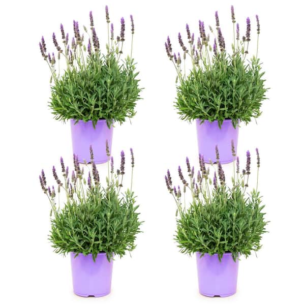 1 gal. Dentata LaDiva Imperial Lavender (4-Pack)
