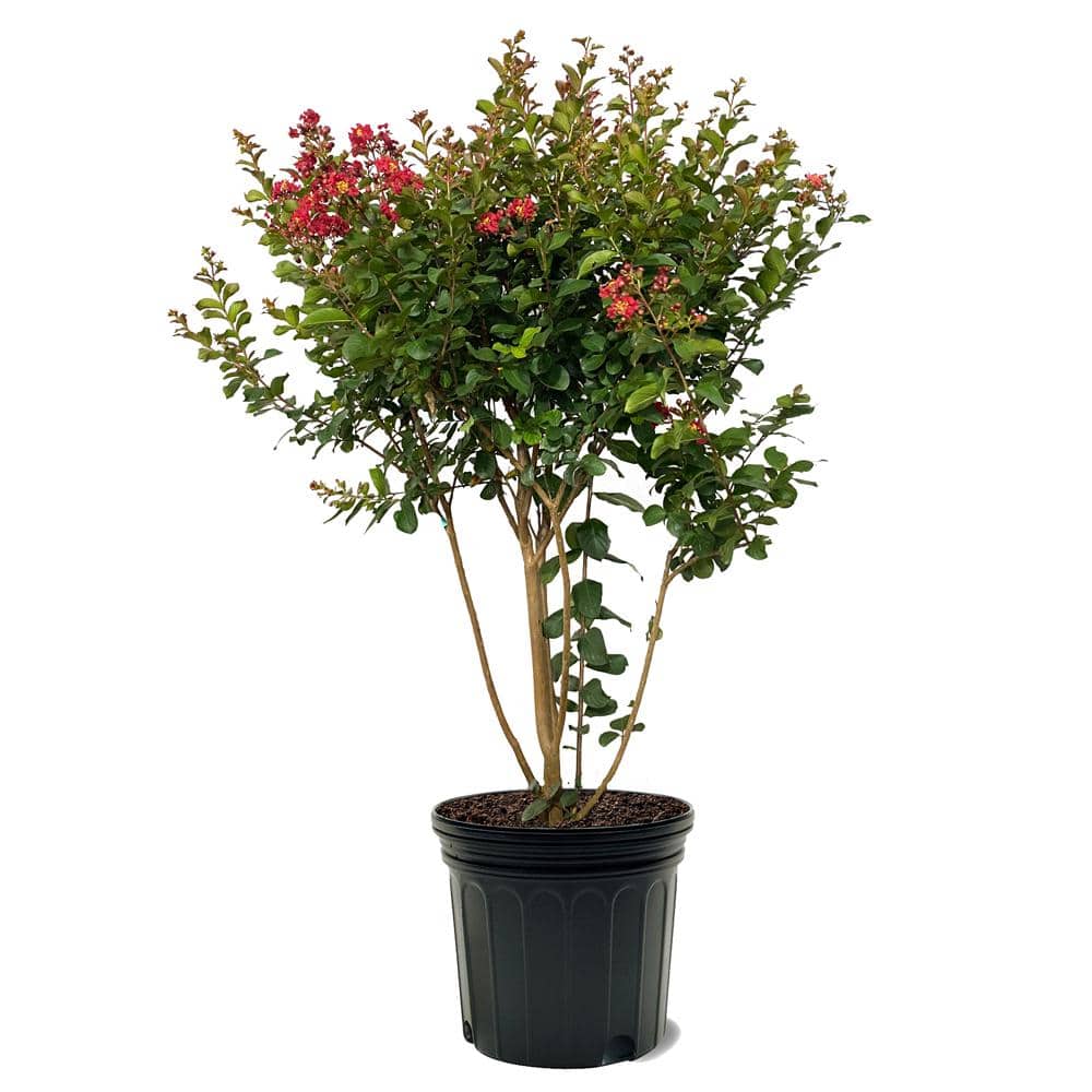 7 Gal. Colorama Scarlet Red Flowering Deciduous Crape Myrtle Tree price history on PriceWatchPro