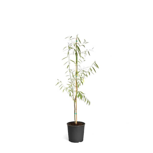 Brighter Blooms 2 qt. Deciduous Weeping Willow Shade Trees