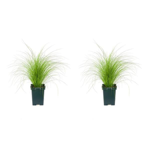 Unbranded Perennial Grass Stipa 1.0 qt. (2-Pack)