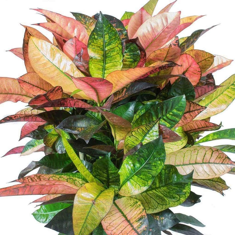 Wekiva Foliage Croton Iceton-Live Plant in a 3 Gallon Pot-Codiaeum  Variegatum 'Mrs. Iceton'-Clean Air Indoor Houseplant (1 Plant) CroIce3gx1 -  The ...