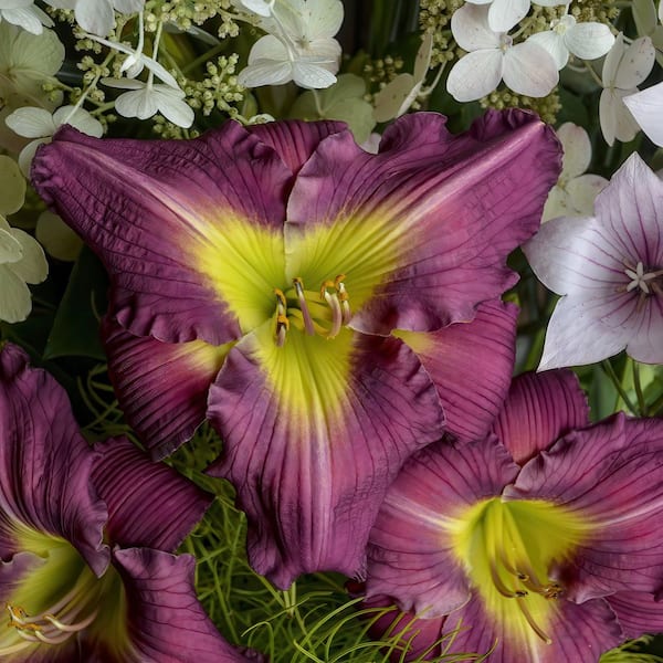 Bare Root Daylily Garden Show (3-Pack)