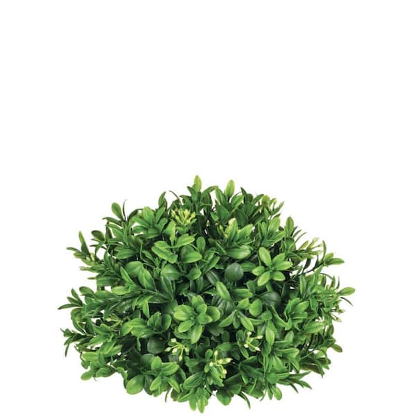 SULLIVANS 5.5" Artificial Green New England Boxwood Half Orb