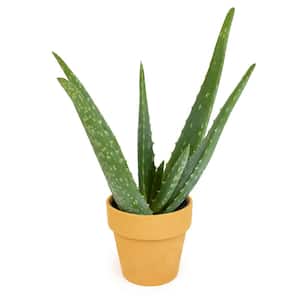 aloe vera rescue gel stick Aloe Vera Gel