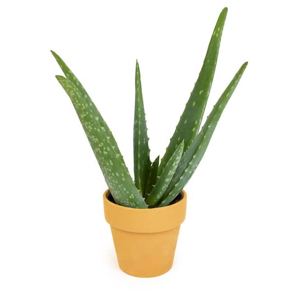 SMART PLANET Live Aloe Vera Succulent Plant Decor, (Approx. 10in. Tall), 4 in. Terracotta Pot, Easy Houseplant, Indoor Succulent Gift