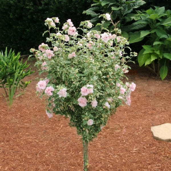Hibiscus, Sugar Tip Rose of Sharon Tree 1-Piece