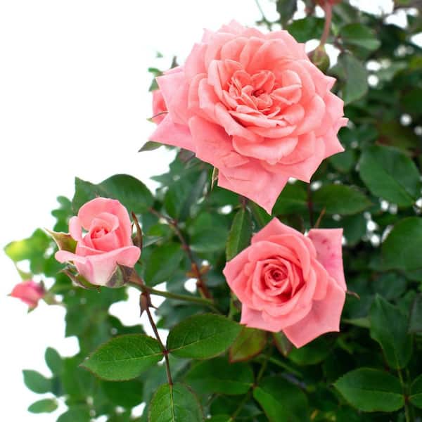2 Gal. Cupcake Rose with Pink Flowers