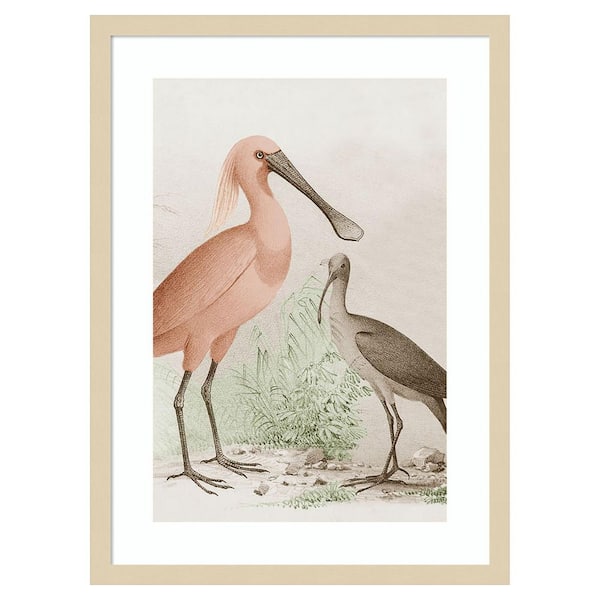 Amanti Art Antique Chroma Waterbirds II by Unknown 1 Piece Framed Giclee Animal Art Print 25 in. x 19 in.