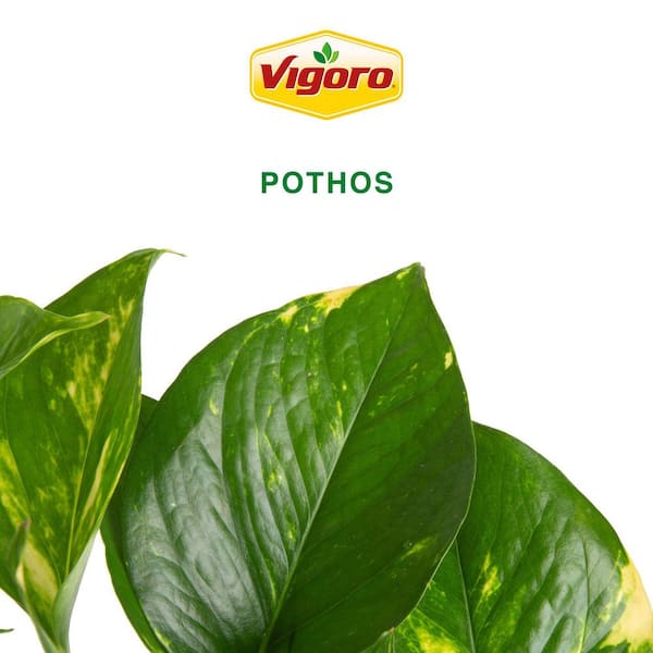 Costa Farms Pothos Indoor Plant in 6 in. Self-Watering Planter, Avg.  Shipping Height 1-2 ft. Tall 6POTHSCHANG - The Home Depot