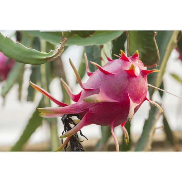 Red Dragon Fruit Seeds Spectacular Flowers Very Easy to 