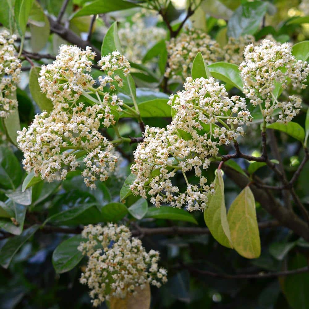 3 gal. Viburnum Chindo Shrub with White Flowers price history on PriceWatchPro