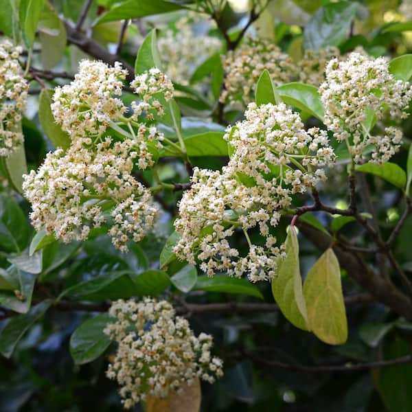 national PLANT NETWORK 3 gal. Viburnum Chindo Shrub with White Flowers