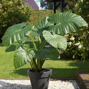 7/9 inches, Alocasia Odora Elephant Ear Bulbs (Bag of 5)