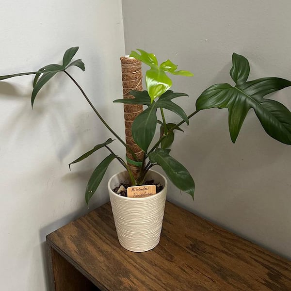 philodendron painted lady pflege Philodendron 'Painted Lady' – The Old Yew Plant Shop main image 1