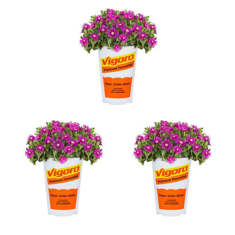 Vigoro 2 Qt. Delosperma Ice Plant Ocean Violet Purple Perennial Plant