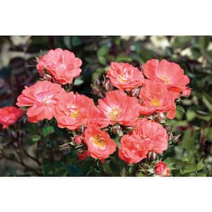 2 Gal. Coral Drift Rose Bush with Coral-Orange Flowers