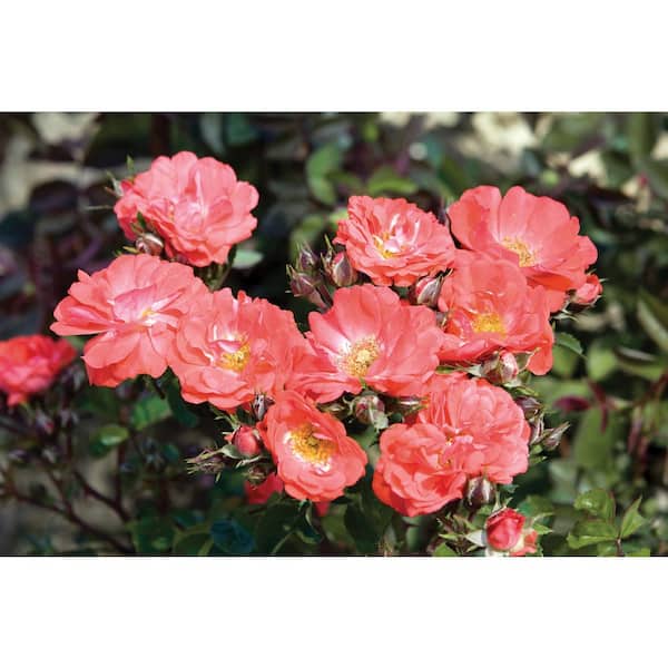 1 Gal. Coral Drift Rose Bush with Coral-Orange Flowers