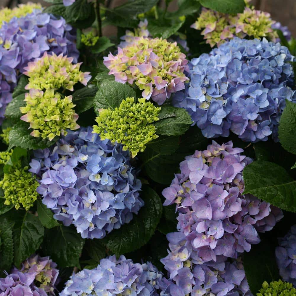 2 Gallon Blue and Purple Hydrangea Flowering Shrub