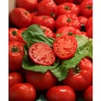 4.25 in. Grande Proven Selections First Lady II (Tomato) Live Vegetable Plant, 4-Pack