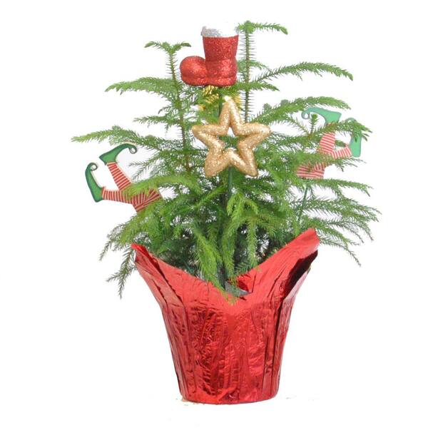 United Nursery 12 In 16 In Tall Norfolk Island Pine In Red Christmas Wrap With Decorations The Home Depot