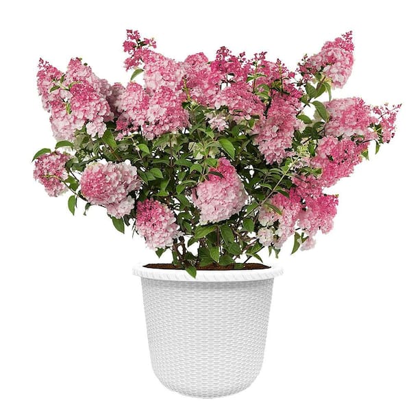 FIRST EDITIONS 2 Gal. Spring Sizzle Hydrangea Shrub in Decorative