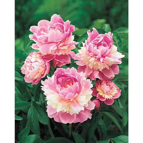Spring Hill Nurseries Sorbet Peony, Live Bareroot Plant, Pink Flowering Perennial (1-Pack)