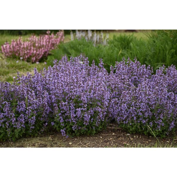 Nepeta faassenii Cat's Pajamas Catmint for Sale