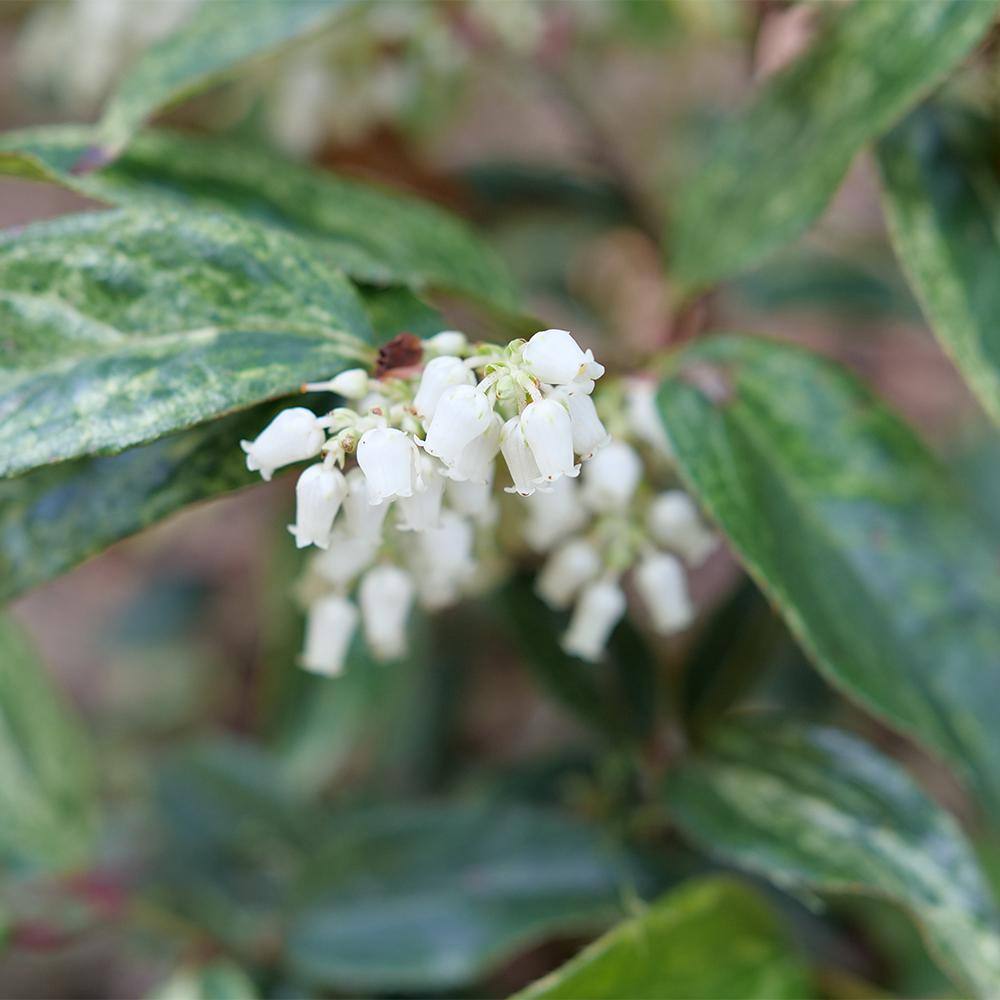 2 Gal. Paisley Pup Doghobble Shrub in Decorative Container price history on PriceWatchPro