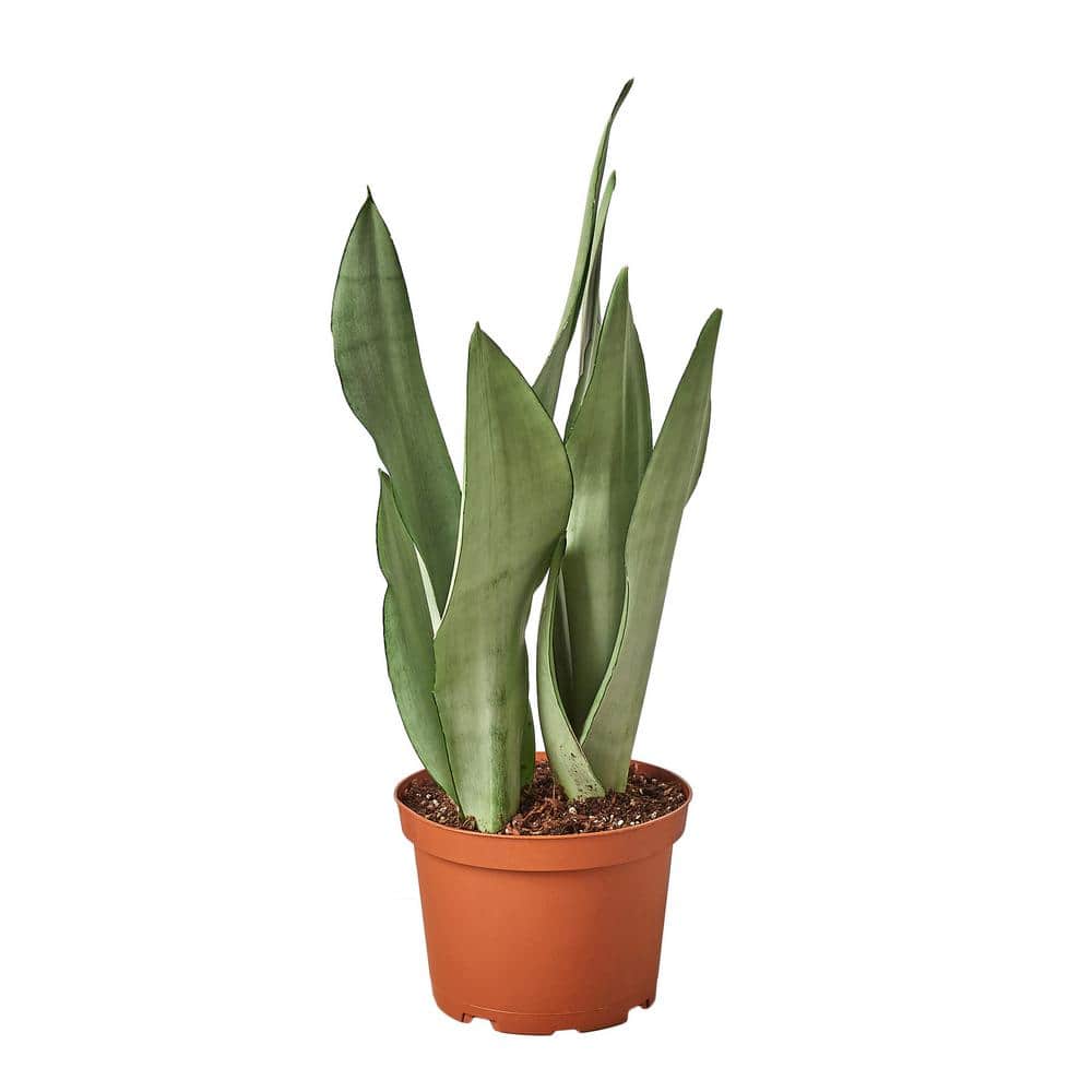 PPC INTERNATIONAL LLC Snake Plant Moonshine Sansevieria Trifasciata Plant  in 6 in. Grower Pot 6_SNAKE_MOONSHINE - The Home Depot