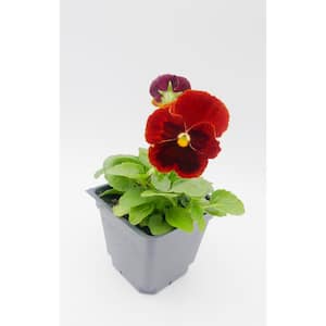 4 in. Red Blotch Pansy Annual Live Plant with Red Flowers (8-Pack)