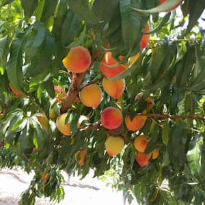 7 Gal. Mid Pride Peach Tree