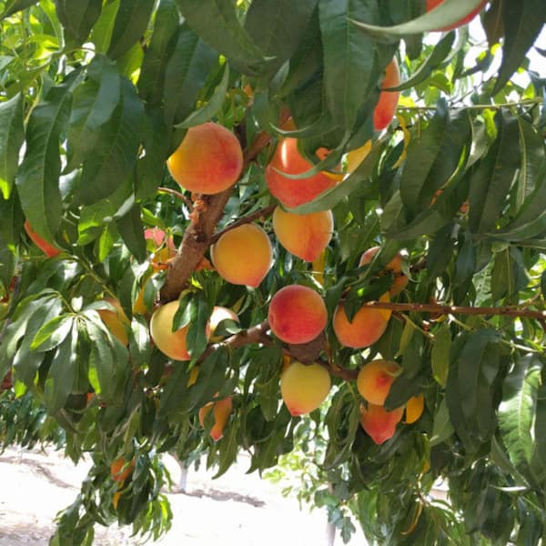 Unbranded 7 Gal. Mid Pride Peach Tree