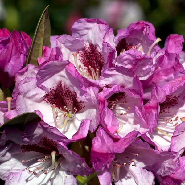 SOUTHERN LIVING 2.5 Qt. Radiance Southgate Rhododendron, Live Evergreen Shrub, Deep Lavender Buds open to Light Purple Blooms