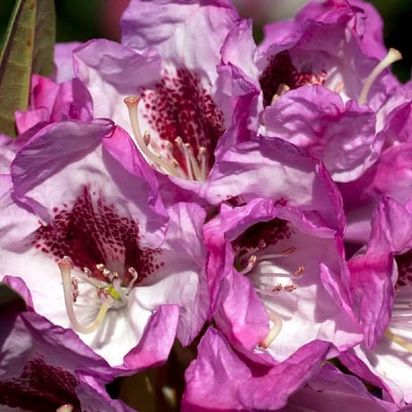 2 Gal. Radiance Southgate Rhododendron, Live Evergreen Shrub, Deep Lavender Buds Open to Light Purple Blooms