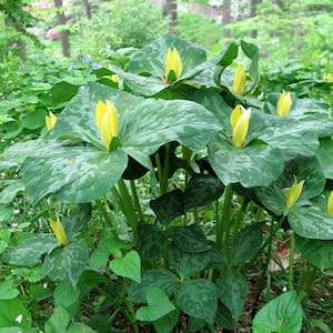 Woodland Plant Trillium Yellow Roots (3-Pack)