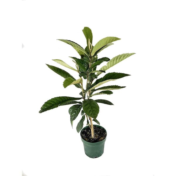 Wekiva Foliage Bronze Loquat-Live 6 Inch Plant-Eriobotrya Japonica-Edible Fruit Bearing Patio Tree