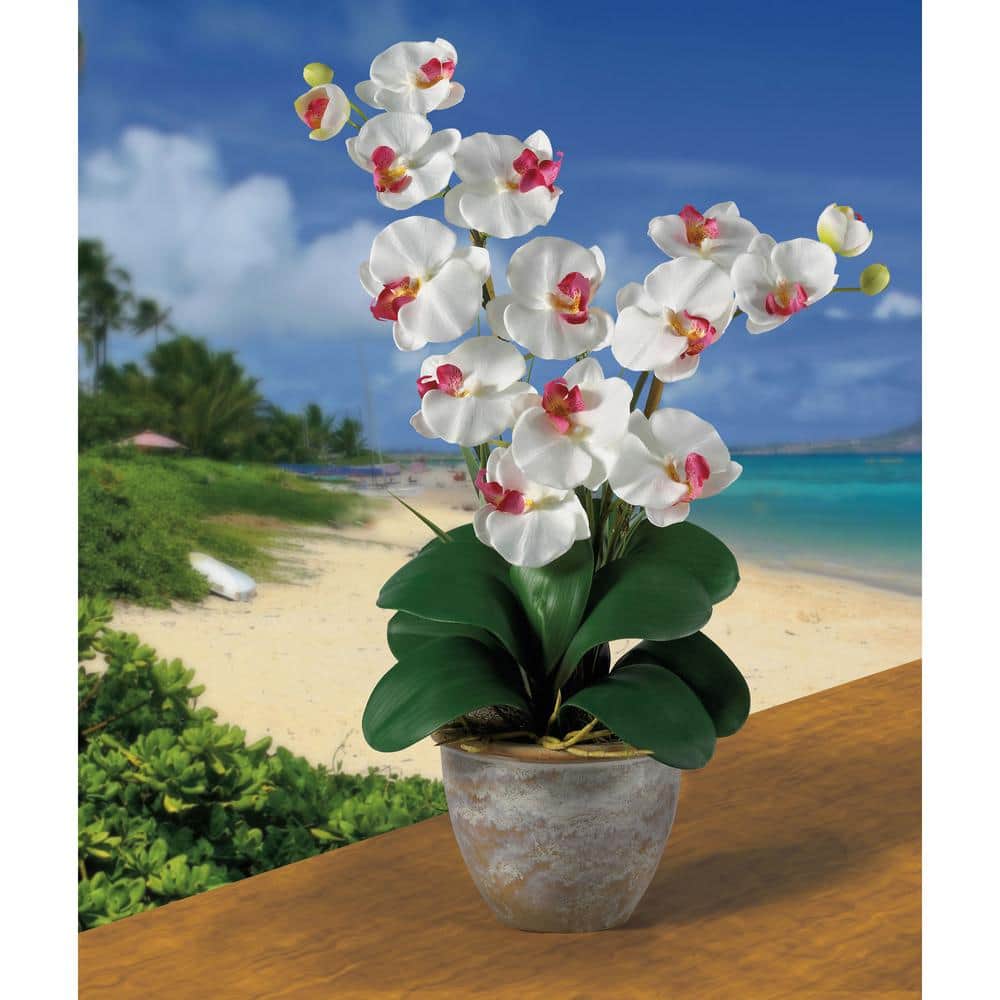 Orchid Bliss White Double Stem Phalaenopsis Silk Tabletop Arrangement