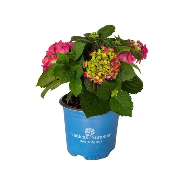 Discover the Power of the Best Hydrangea Fertilizer for Beautiful Blooms