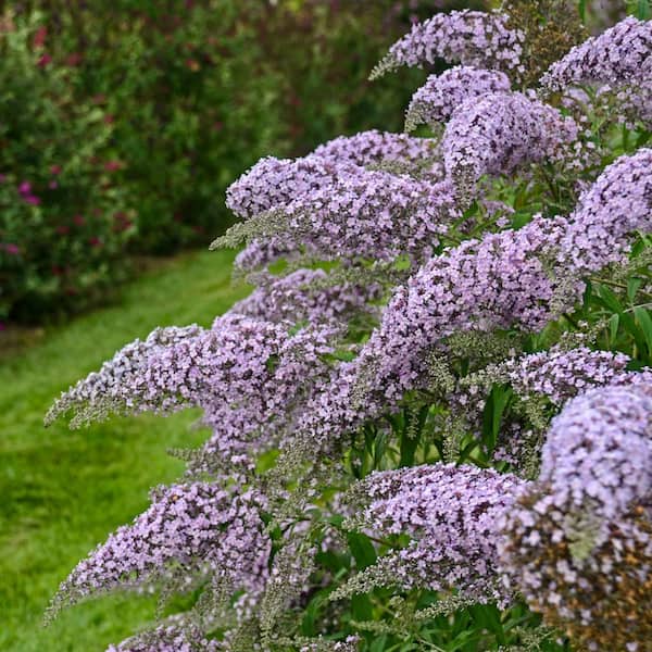 Spring Hill Nurseries 3 in. Pot Grand Cascade Butterfly Bush (Buddleia) Live Deciduous Plant
