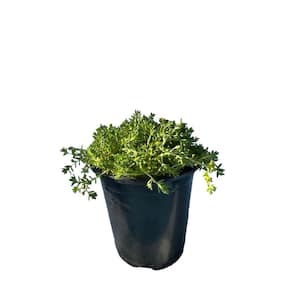 Green Moss Sedum Plants Pet-Safe Spreading in Pots (1-Pack)