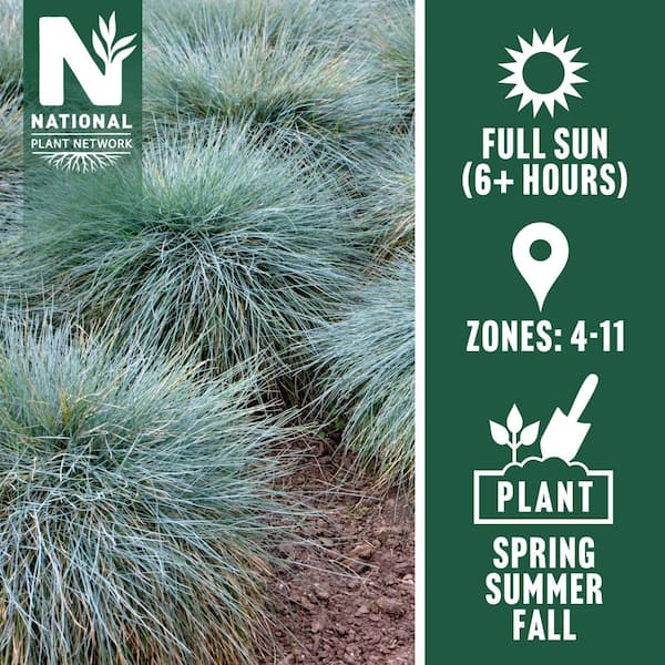 4 in. Elijah Blue Fescue Grass Plant (3-Pack)