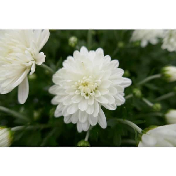 3 qt. Chrysanthemum (Mum) Annual Fall Outdoor Live Plant with White Flowers in 8 in. Grower Pot (2-Pack)