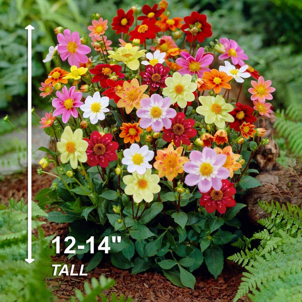 Garden State Bulb Topmix Single Mix Dahlia Flower Bulbs, Assorted Colors
