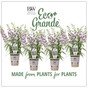 4.25 in. Eco+Grande Angelface Wedgwood Blue Summer Snapdragon (Angelonia) Live Plants, Lavender and White Flowers 4-Pack